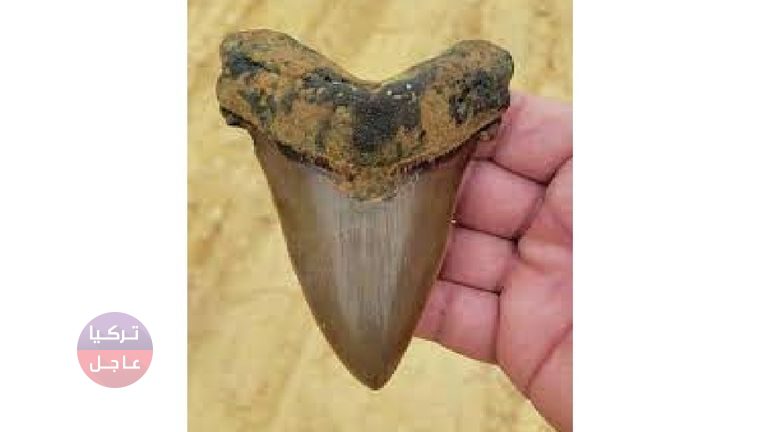 بمحض الصدفة.. طفل يعثر على كنز ثمين عمره عمره 23 مليون سنة حوله لأصغر ملياردير في العالم (صورة) بمحض الصدفة.. طفل يعثر على كنز ثمين عمره عمره 23 مليون سنة حوله لأصغر ملياردير في العالم (صورة)