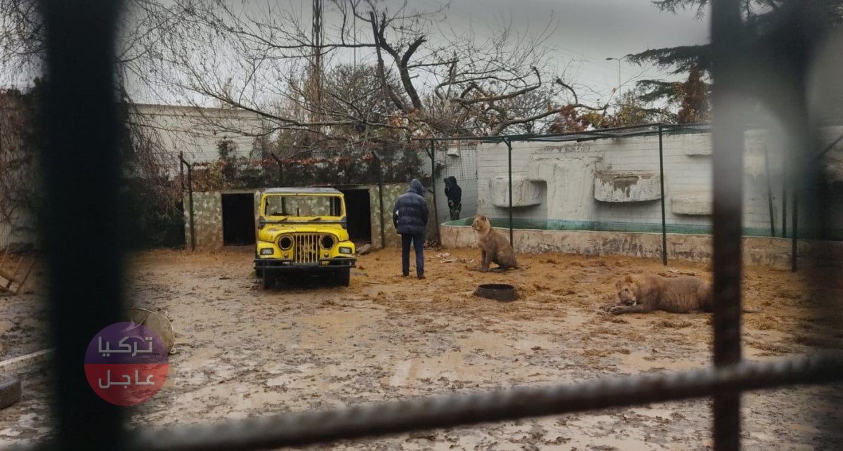 رصد أسد يتجول في مدينة تركية بعد هروبه من حديقة الحيوانات رصد أسد يتجول في مدينة تركية بعد هروبه من حديقة الحيوانات