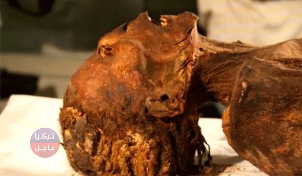أخيرا حل لغز المومياء الصارخة.. مومياء لامرأة عمرها 3 ألاف سنة تظهر على وجهها علامات الرعب والألم والصراخ أخيرا حل لغز المومياء الصارخة.. مومياء لامرأة عمرها 3 ألاف سنة تظهر على وجهها علامات الرعب والألم والصراخ