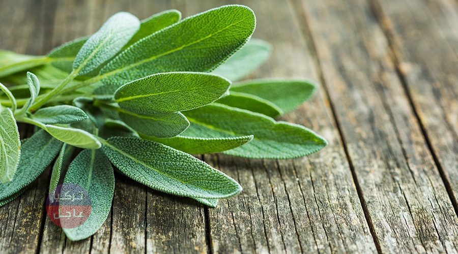 نباتات وأشجار اذا شاهدتها ستصبح من الأغنياء... تنمو على تربة مليئة برواسب الذهب نباتات وأشجار اذا شاهدتها ستصبح من الأغنياء... تنمو على تربة مليئة برواسب الذهب