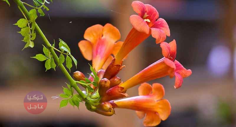 نباتات وأشجار اذا شاهدتها ستصبح من الأغنياء... تنمو على تربة مليئة برواسب الذهب نباتات وأشجار اذا شاهدتها ستصبح من الأغنياء... تنمو على تربة مليئة برواسب الذهب