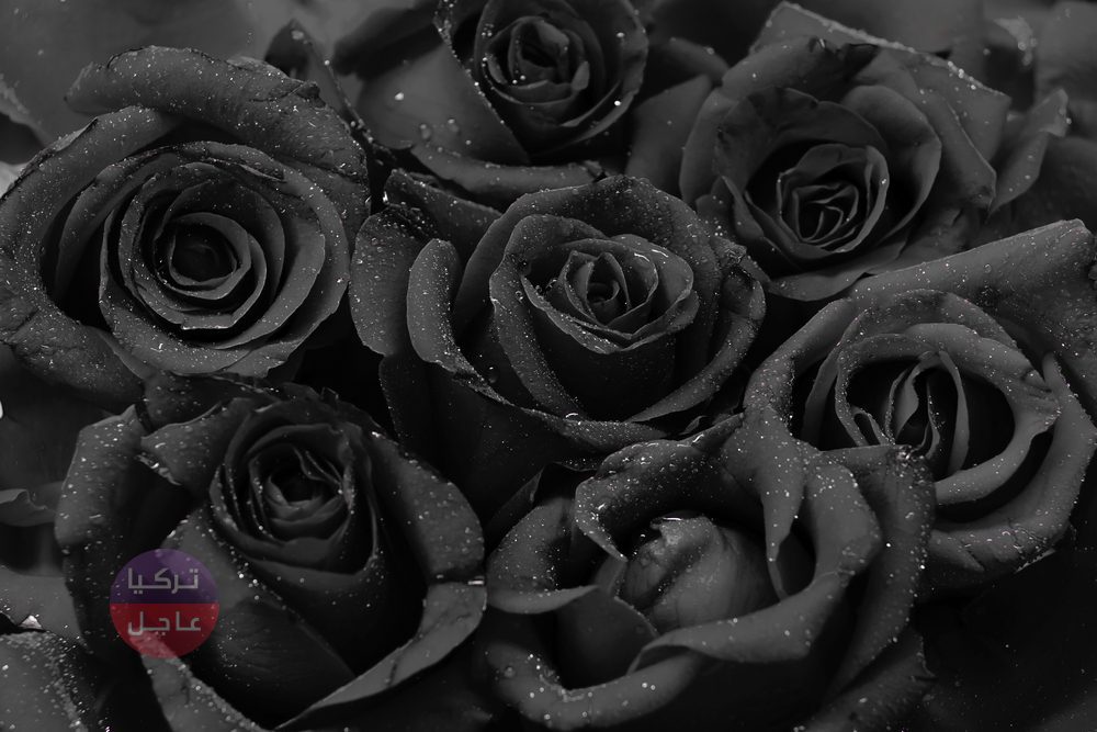 استخدمه الغرب في أفلامهم ولاينمو الا ضمن قرية عربية في الشرق الأوسط! تعرف على قصة الورد الأسود والتربة الاستثنائية لنموه استخدمه الغرب في أفلامهم ولاينمو الا ضمن قرية عربية في الشرق الأوسط! تعرف على قصة الورد الأسود والتربة الاستثنائية لنموه