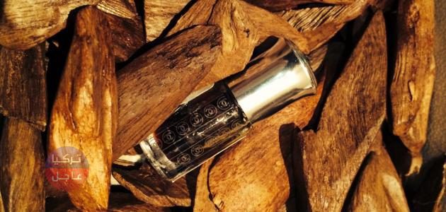 زيتها مطلوب بكثرة وسعر اللتر الواحد يساوي آلاف الدولارات! المزارعون العرب يتسابقون لزراعة أغلى شجرة في العالم زيتها مطلوب بكثرة وسعر اللتر الواحد يساوي آلاف الدولارات! المزارعون العرب يتسابقون لزراعة أغلى شجرة في العالم