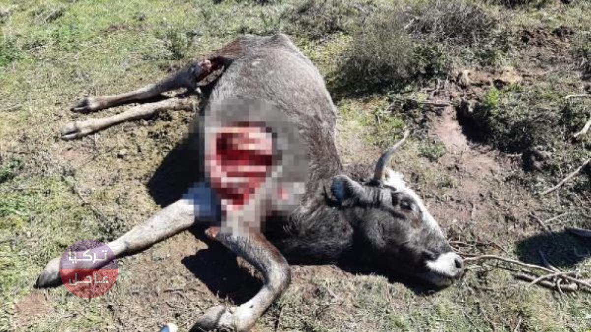 شاهد قطيع من الذئاب يهاجم عددا من الأبقار في ولاية كوجالي التركية شاهد قطيع من الذئاب يهاجم عددا من الأبقار في ولاية كوجالي التركية