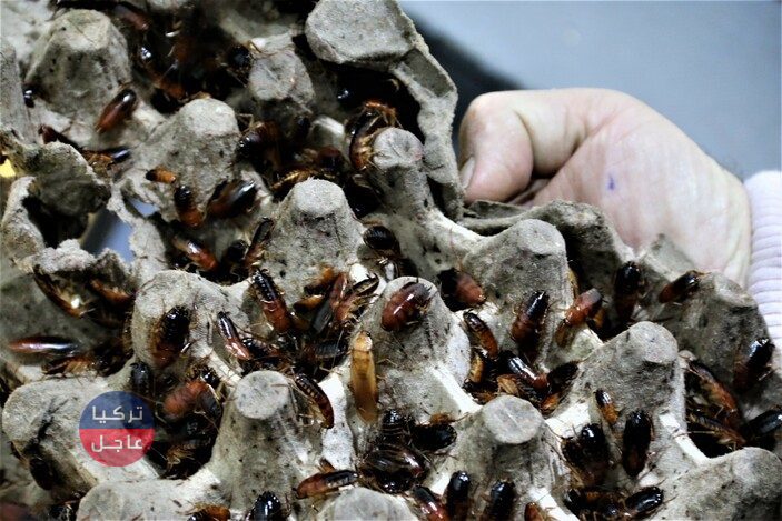 رجل أعمال تركي يحول الصراصير إلى كنز حقيقي ومصدر دخل يدر عليه الأموال الكثيرة رجل أعمال تركي يحول الصراصير إلى كنز حقيقي ومصدر دخل يدر عليه الأموال الكثيرة