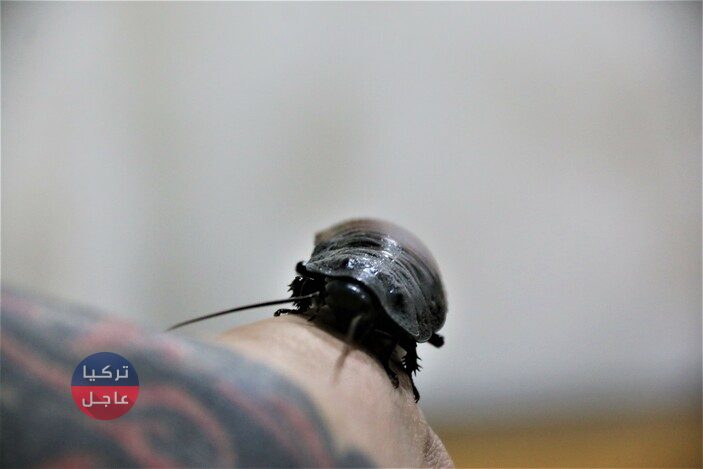 رجل أعمال تركي يحول الصراصير إلى كنز حقيقي ومصدر دخل يدر عليه الأموال الكثيرة رجل أعمال تركي يحول الصراصير إلى كنز حقيقي ومصدر دخل يدر عليه الأموال الكثيرة