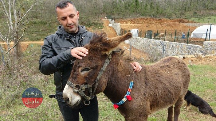 كم الموديل؟ إعلان بيع حمار يتصدر مواقع التواصل الإجتماعي في تركيا كم الموديل؟ إعلان بيع حمار يتصدر مواقع التواصل الإجتماعي في تركيا