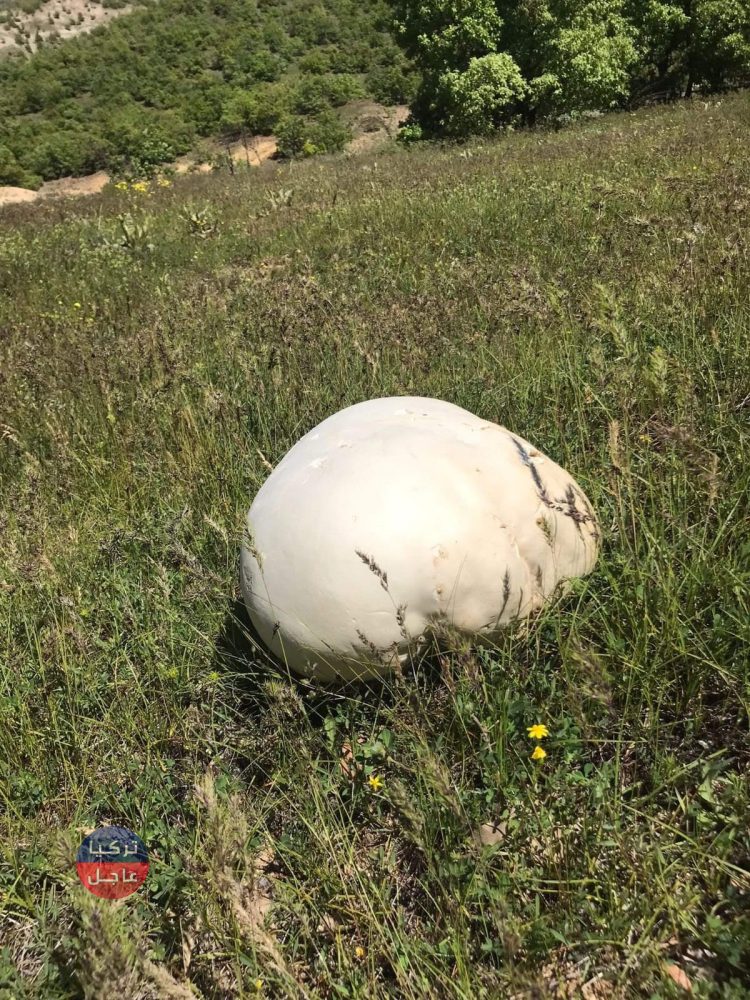 قرويون أتراك يعثرون على فطر يبلغ وزنه 4 كيلوغرامات قرويون أتراك يعثرون على فطر يبلغ وزنه 4 كيلوغرامات