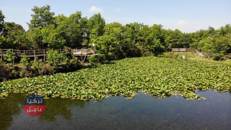 بدأت تتفتح! غرامة 244 ألف ليرة تركية لمن يقطف زهرة اللوتس المحمية في تركيا