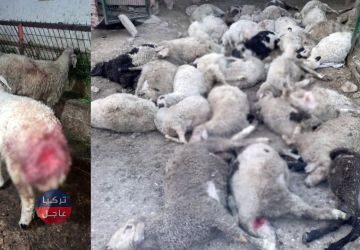 هجوم أخر! الكلاب الضالة تقضي على 40 حملًا في أنقرة