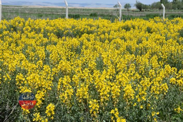 غرامة قاسية جدا لمن يقطف هذا النوع من الزهور في تركيا غرامة قاسية جدا لمن يقطف هذا النوع من الزهور في تركيا