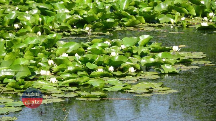 بدأت تتفتح! غرامة 244 ألف ليرة تركية لمن يقطف زهرة اللوتس المحمية في تركيا