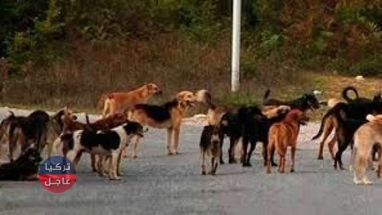 هجوم أخر! الكلاب الضالة تقضي على 40 حملًا في أنقرة