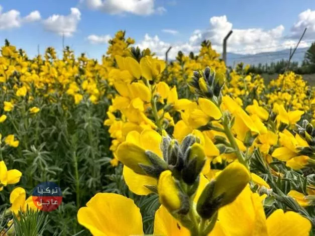 غرامة قاسية جدا لمن يقطف هذا النوع من الزهور في تركيا غرامة قاسية جدا لمن يقطف هذا النوع من الزهور في تركيا