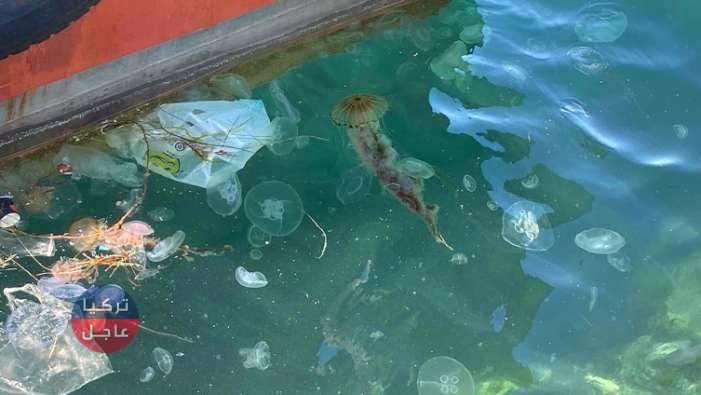 ازدياد أعداد قنديل البحر السام واللاحم من نوع البوصلة في بحر مرمرة ازدياد أعداد قنديل البحر السام واللاحم من نوع البوصلة في بحر مرمرة