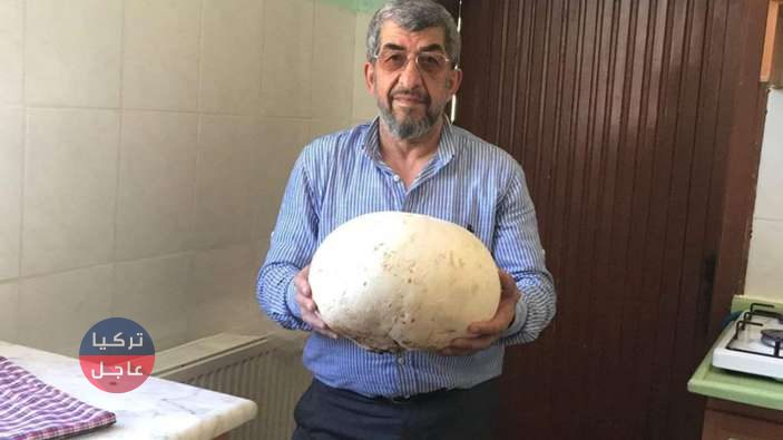 قرويون أتراك يعثرون على فطر يبلغ وزنه 4 كيلوغرامات قرويون أتراك يعثرون على فطر يبلغ وزنه 4 كيلوغرامات
