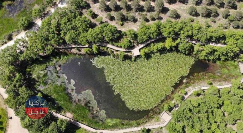 بدأت تتفتح! غرامة 244 ألف ليرة تركية لمن يقطف زهرة اللوتس المحمية في تركيا