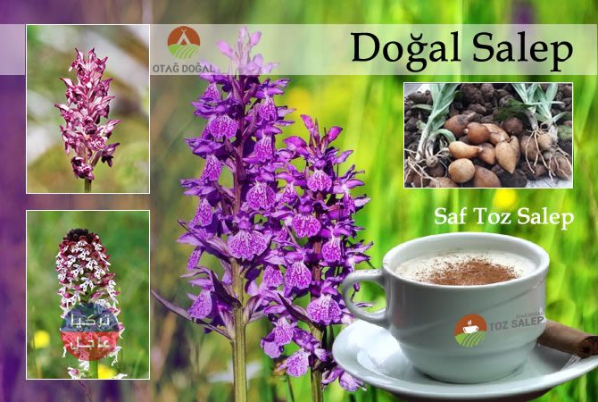 نبتة تباع بكثرة وسعر الكيلو غرام منها يفوق 40 دولار وهي طريق بعض المزارعين للثراء نبتة تباع بكثرة وسعر الكيلو غرام منها يفوق 40 دولار وهي طريق بعض المزارعين للثراء