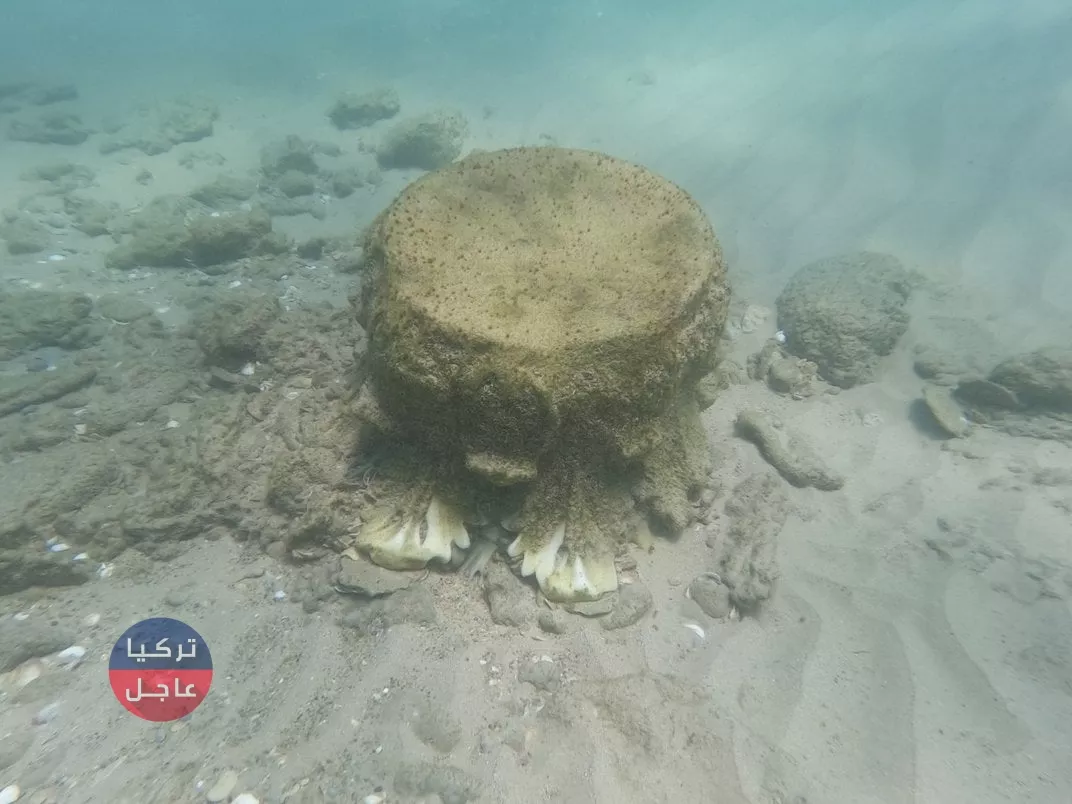 قبالة سواحل دولة عربية.. سباح يعثر على كنز عمره يفوق 1800 سنة وقيمته المالية تقدر بملايين الدولارات قبالة سواحل دولة عربية.. سباح يعثر على كنز عمره يفوق 1800 سنة وقيمته المالية تقدر بملايين الدولارات