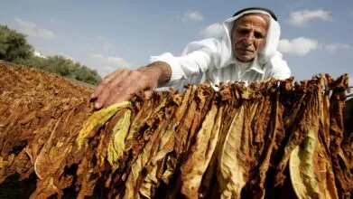 كيف عرف الإنسان التبغ وكيف أدمن على التدخين؟ كيف عرف الإنسان التبغ وكيف أدمن على التدخين؟