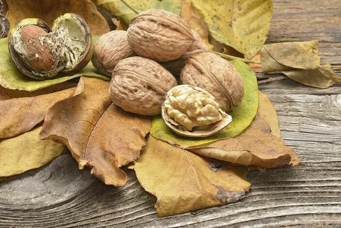 الجميع يرميها وهي كنز حقيقي.. فوائد لاتصدق لقشرة الجوز تثبتها الدراسات الحديثة الجميع يرميها وهي كنز حقيقي.. فوائد لاتصدق لقشرة الجوز تثبتها الدراسات الحديثة