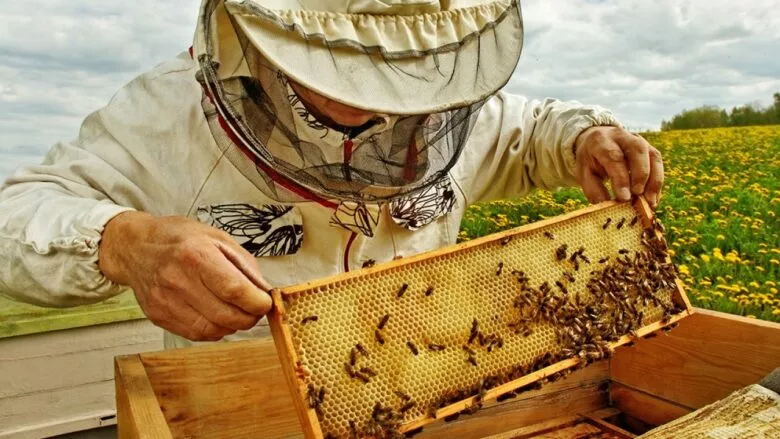 ماذا يحدث لجسمك عند تناول العسل على معدة فارغة يوميا؟ عسل