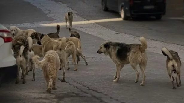 رئيس بلدية أنقرة نحن عاجزون أمام مشكلة الكلاب الضالة