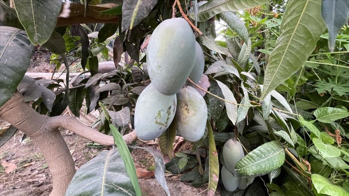 كل من زرعها أصبح غنيا فاكهة غالية الثمن وتباع بالدولار وتعتبر كنزا لمن يتسثمر بها كل من زرعها أصبح غنيا فاكهة غالية الثمن وتباع بالدولار وتعتبر كنزا لمن يتسثمر بها