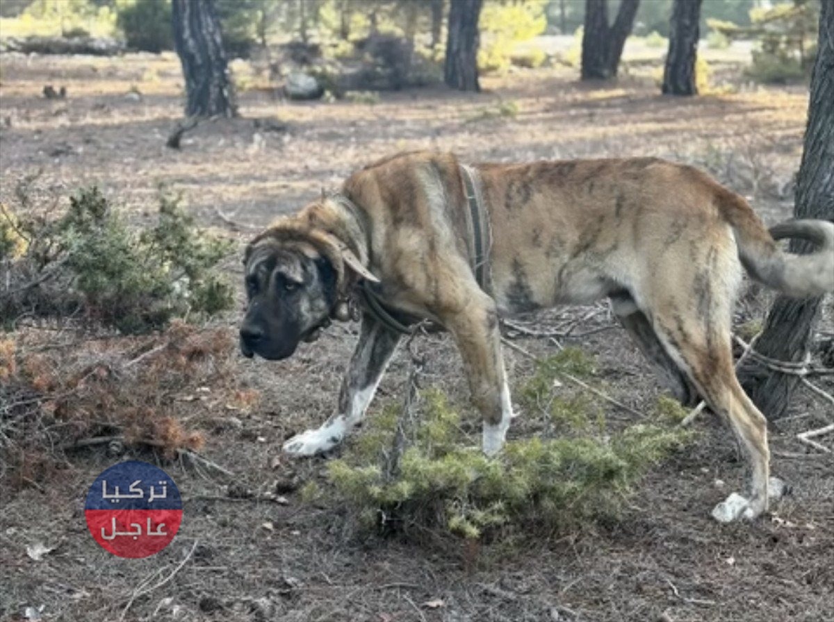 حتى المشاهدون حصلوا على غرامة! السلطات التركية تفرض غرامة 142 ألف بسبب الكلاب حتى المشاهدون حصلوا على غرامة! السلطات التركية تفرض غرامة 142 ألف بسبب الكلاب