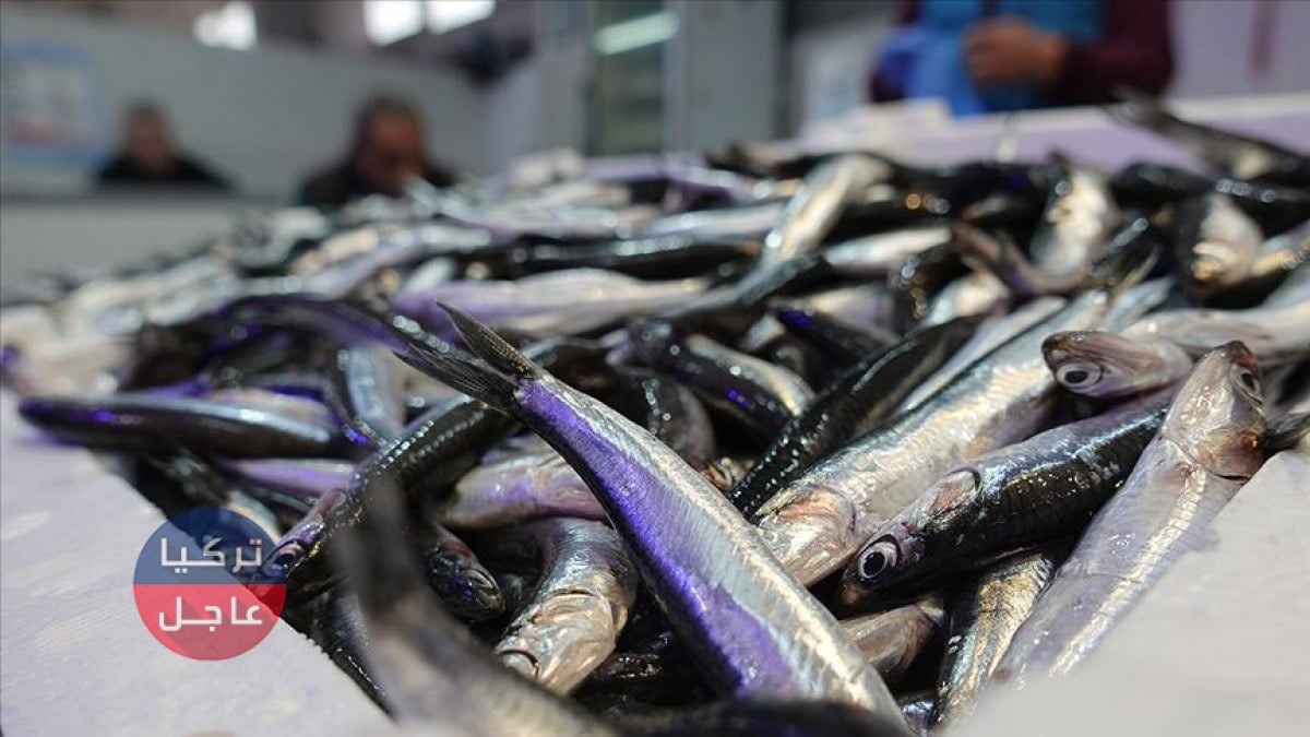 وفاة صيادين أتراك بسبب غاز سمك الأنشوجة: غموض يلف الحادث وفاة صيادين أتراك بسبب غاز الأنشوجة: غموض يلف الحادث