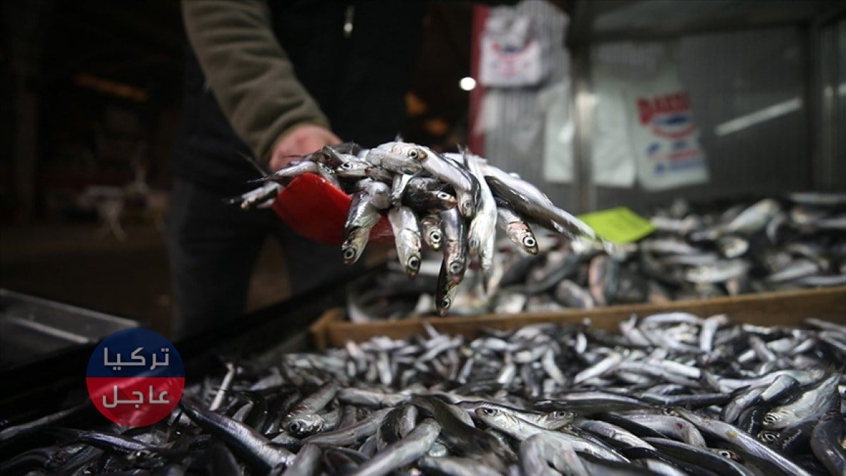 وفاة صيادين أتراك بسبب غاز سمك الأنشوجة: غموض يلف الحادث وفاة صيادين أتراك بسبب غاز الأنشوجة: غموض يلف الحادث