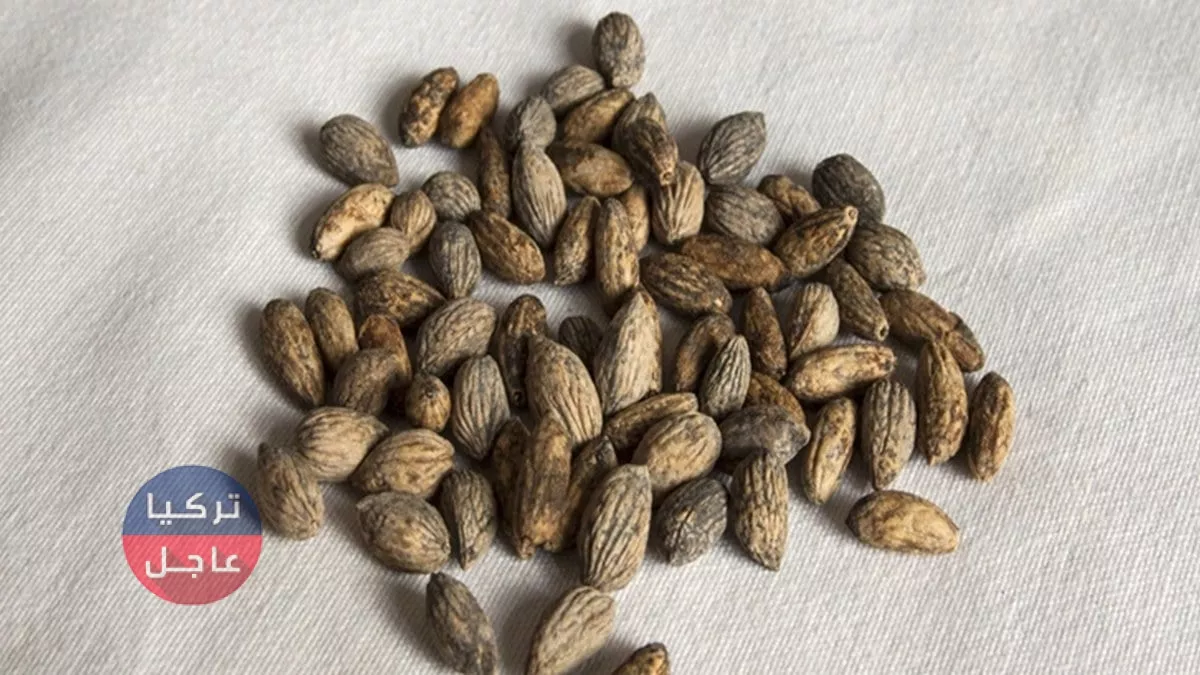 فوائد بلع بذور الزيتون: كنز صحي غني بمضادات الأكسدة فوائد بلع بذور الزيتون: كنز صحي غني بمضادات الأكسدة