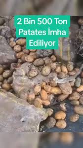 لماذا أعادت تونس 2500 طن من البطاطس التركية؟ إليك التفاصيل الكاملة! لماذا أعادت تونس 2500 طن من البطاطس التركية؟ إليك التفاصيل الكاملة!