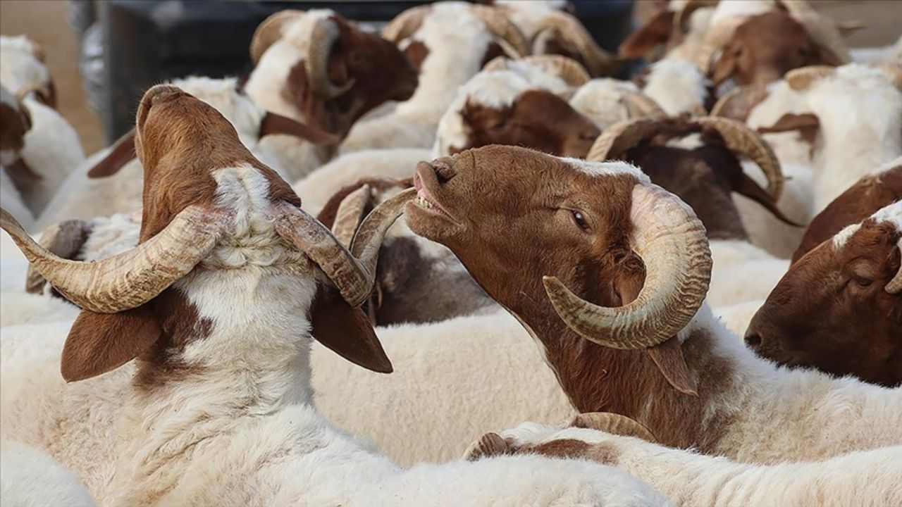 هل تمتد عطلة عيد الأضحى 2025 إلى 9 أيام؟ التفاصيل الكاملة وتاريخ الإجازة الرسمي في تركيا