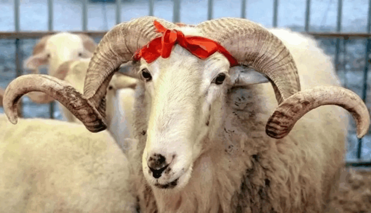 عطلة عيد الأضحى 2025