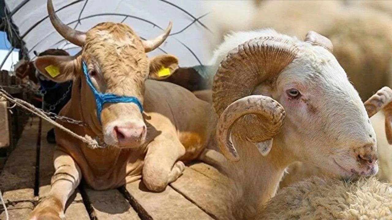أسعار الأضاحي في تركيا لعام 2025