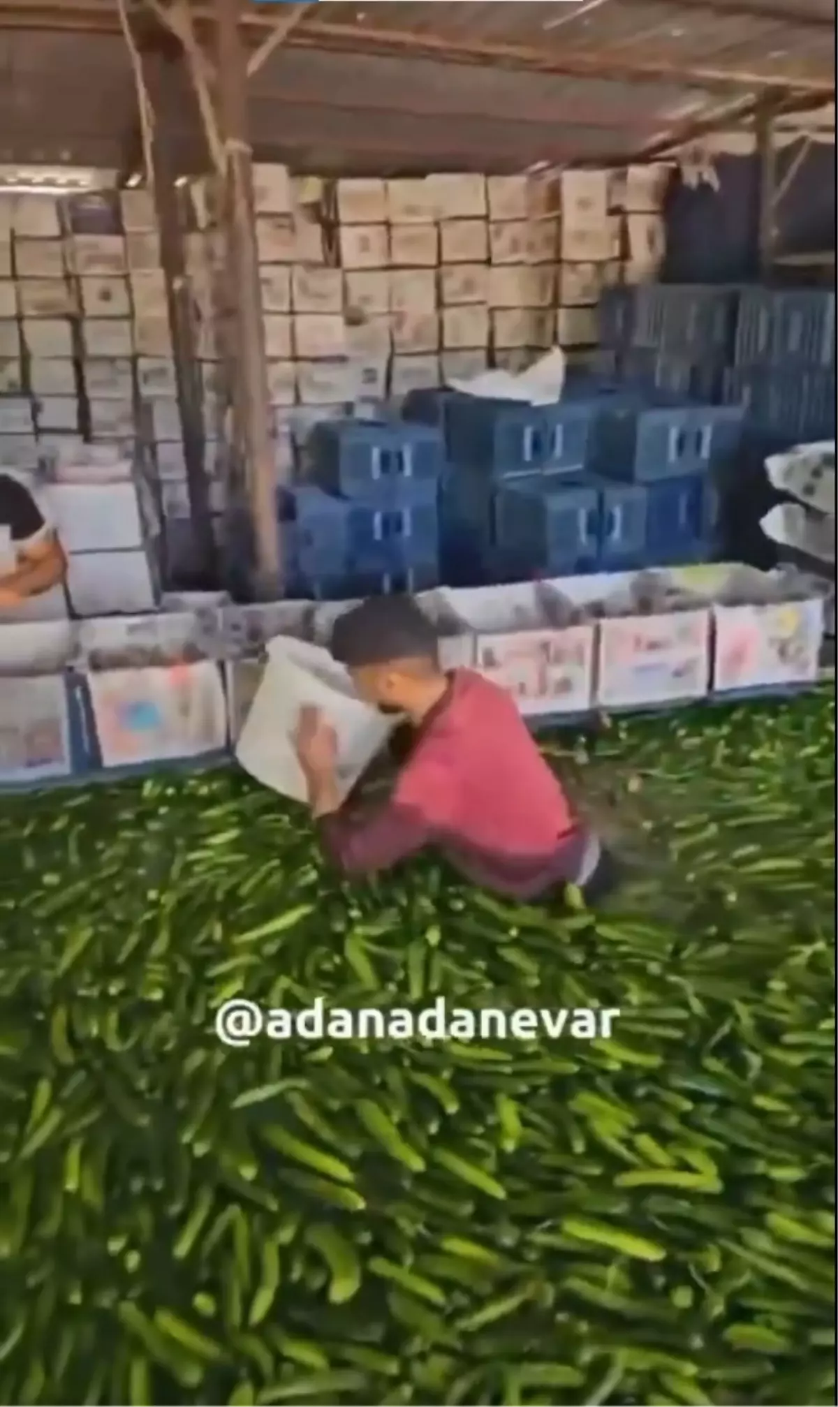 مشاهد صادمة من أضنة.. عامل ينزل حافي القدمين في حوض الخيار داخل مستودع خضار!