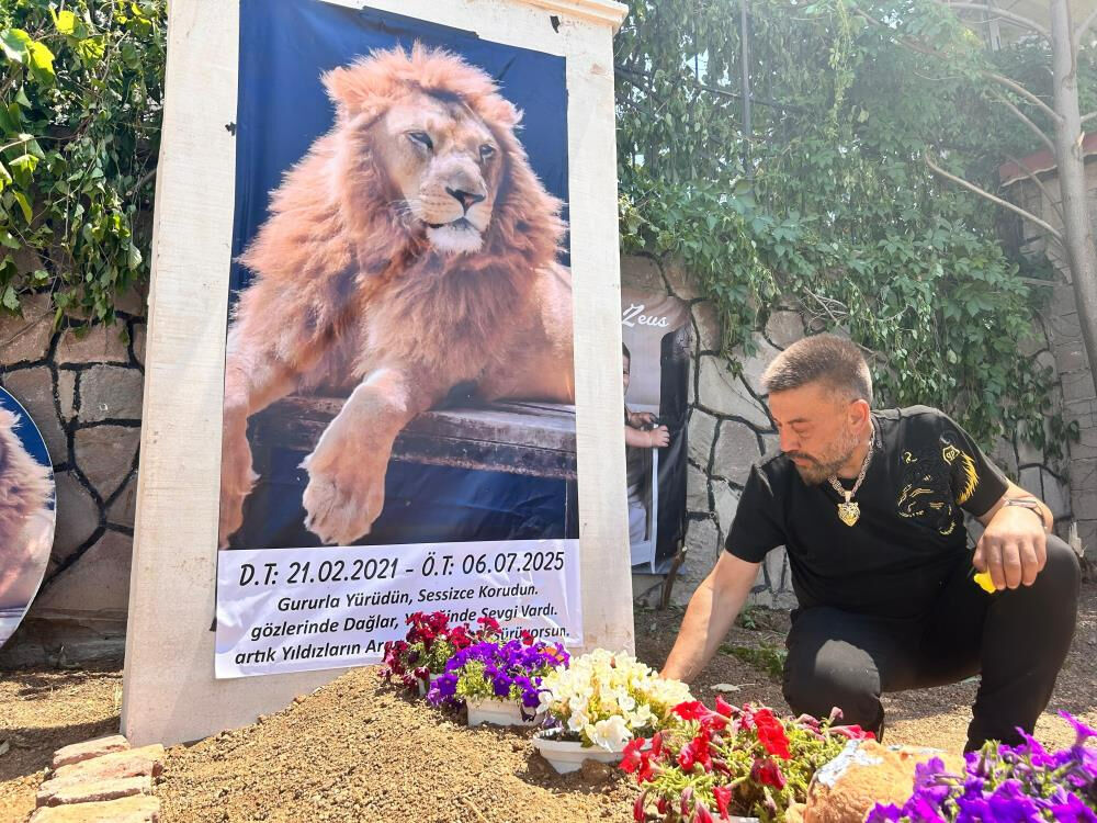 قبر لأسد ومأساة في أنقرة.. قصة زيوس التي أبكت صاحبه وأشعلت تركيا