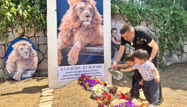 قبر لأسد ومأساة في أنقرة.. قصة زيوس التي أبكت صاحبه وأشعلت تركيا