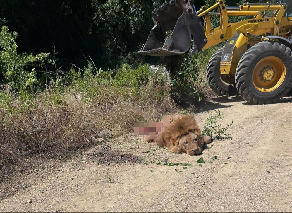 قبر لأسد ومأساة في أنقرة.. قصة زيوس التي أبكت صاحبه وأشعلت تركيا