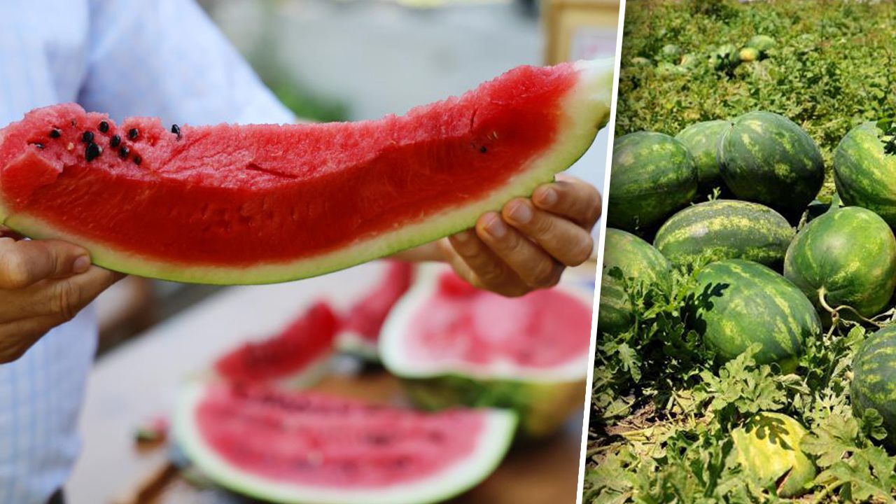 صراع غير متوقع يشعل تركيا.. سر البطيخ الذي قسّم البلاد بين أضنة وديار بكر