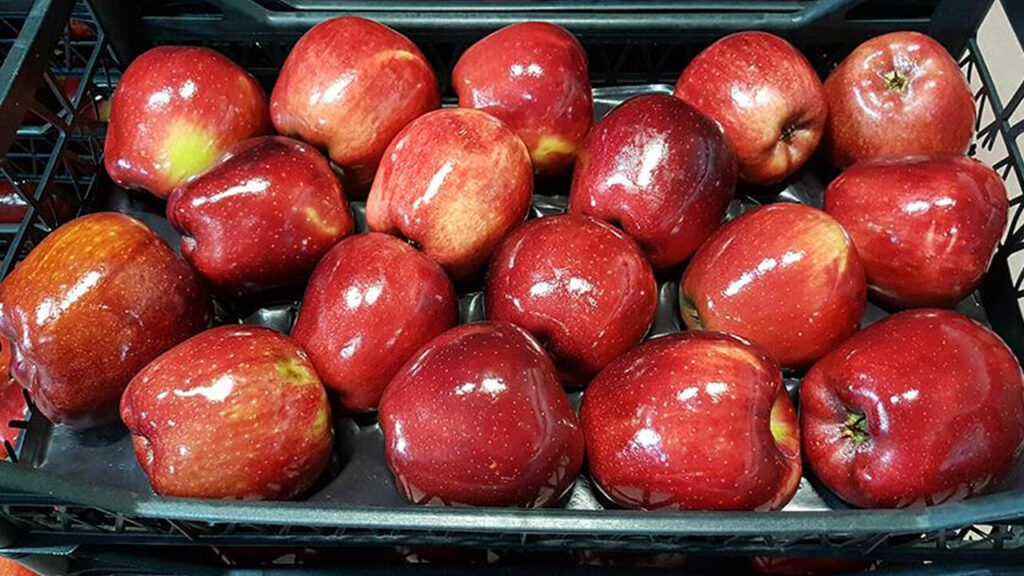 عاجل أسعار التفاح في تركيا تقفز إلى مستويات قياسية: كيلو التفاح سجل رقم صادم للمستهلك