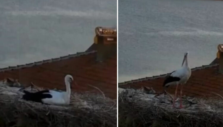 يارين اللقلق تكشف سر الزلزال قبل ثوانٍ.. كيف استشعر الزلزال قبل وقوعه في باليكسير؟