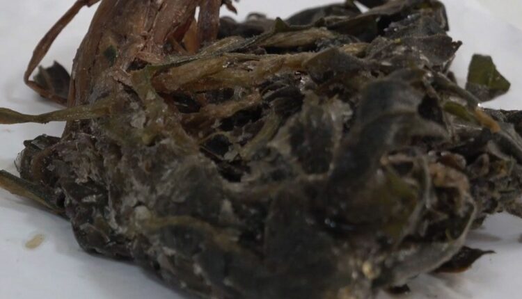 دراسة تركية: نباتات جبلية من شرناق تبرهن على فعاليتها ضد 3 أمراض مزمنة