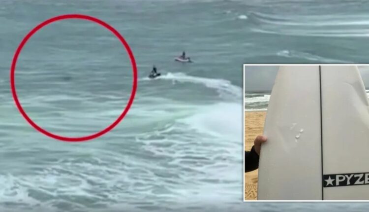 عاجل : مأساة في أستراليا.. هجوم قرش ينهي حياة راكب أمواج خلال ثوانٍ