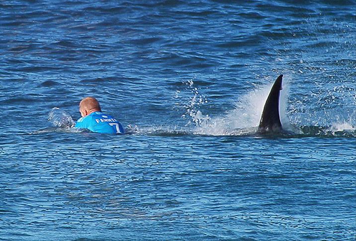 عاجل : مأساة في أستراليا.. هجوم قرش ينهي حياة راكب أمواج خلال ثوانٍ