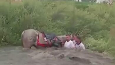 **فيضانات إرزوروم تحاصر لاعبي الجريت وخيولهم بعد مباراة مثير.. نجاة بأعجوبة من الموت**