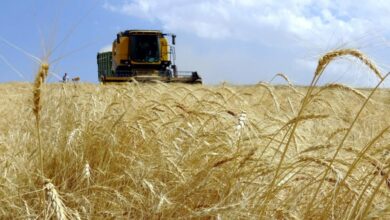 عاجل: تركيا تحوّل 195.6 مليون ليرة دعم زراعي لحسابات المزارعين