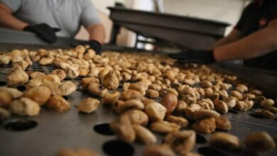 0 إنتاج تركيا من التين المجفف يرتفع 20% متجاوزًا 90 ألف طن