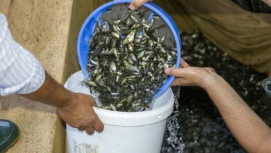 عاجل | 1.22 مليون صغير شبوط من بولو لأنقرة ضمن مشروع استزراع المسطحات المائية